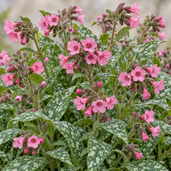 Pulmonaria x 'Pretty in Pink' (Pot Size 17cm) Lungwort