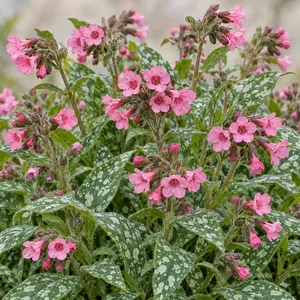Pulmonaria x 'Pretty in Pink' - Lungwort