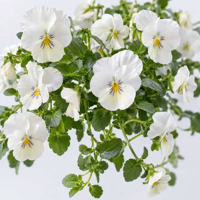 Viola × wittrockiana White (6 Pack) Trailing White Pansy