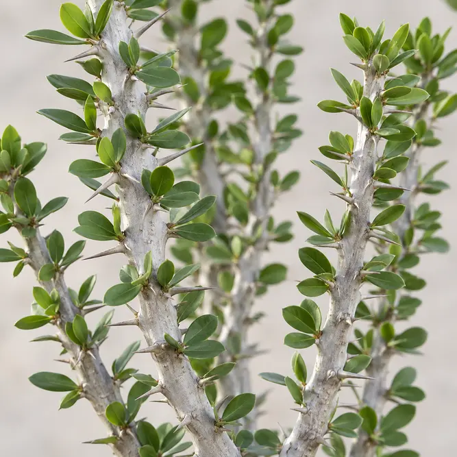Alluaudia procera (Pot Size 13cm) Madagascar Ocotillo