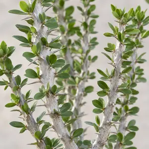 Alluaudia procera - Madagascar Ocotillo
