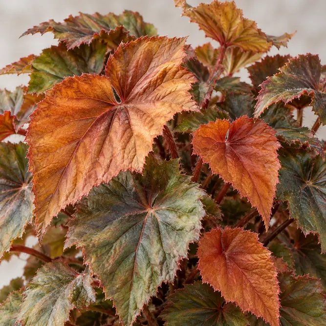 Begonia 'Autumn Ember' (Pot Size 12cm) Autumn Ember Begonia