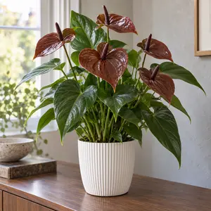 Anthurium andraeanum 'Essencia' - Flamingo Flower