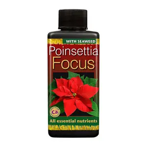 Poinsettia Focus 100ml