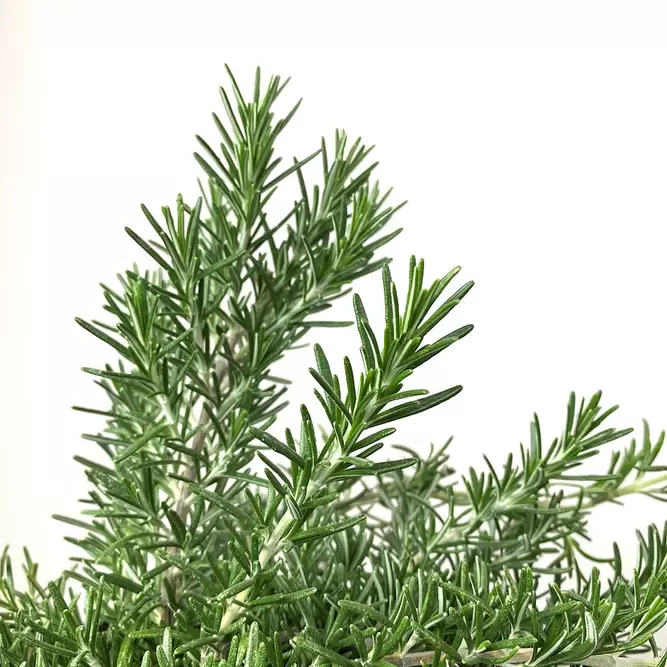 Prostrate Trailing Rosemary (Pot Size 3L) - image 2