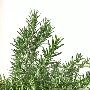 Prostrate Trailing Rosemary (Pot Size 3L) - image 2