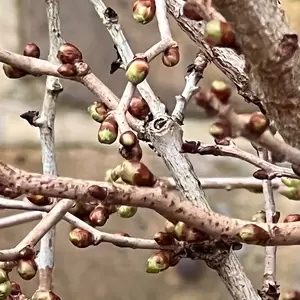 Prunus incisa 'Kojo-no-mai' (Pot Size 3L) Fuji Cherry - image 3