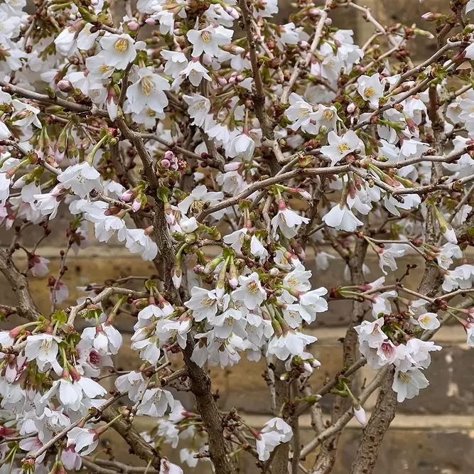 Prunus incisa 'Kojo-no-mai' (Pot Size 3L) Fuji Cherry - image 1