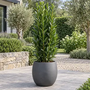 Prunus laurocerasus 'Genolia' - Cherry Laurel