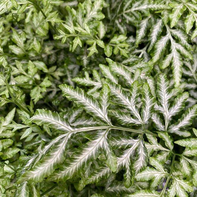 Pteris ensiformis 'Evergemiensis' (Pot Size 12cm) Silver lace fern - image 2