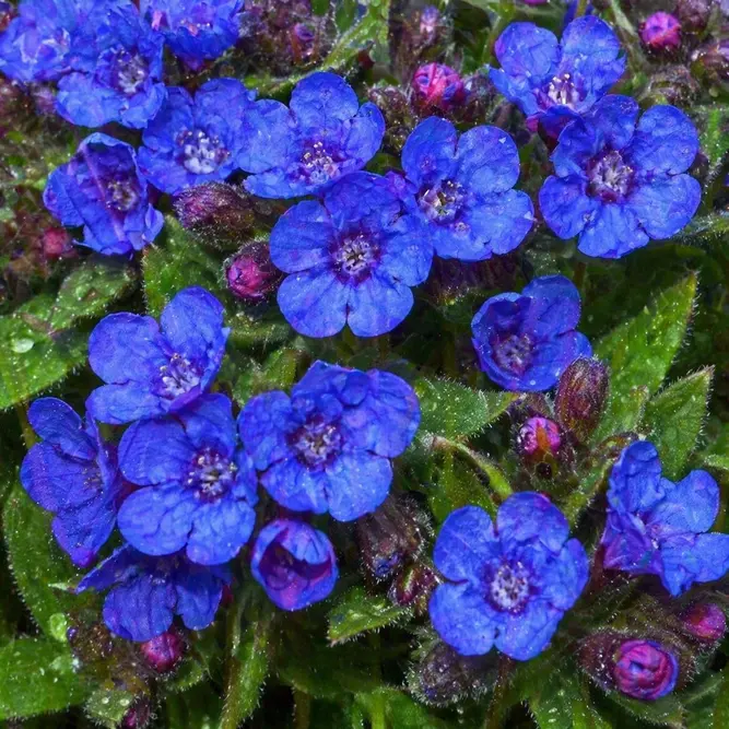Pulmonaria 'Miss Elly' PBR (Pot Size 2L) - image 1