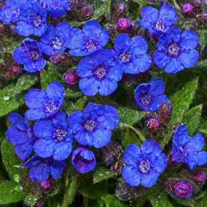 Pulmonaria 'Miss Elly' PBR (Pot Size 2L) - image 1