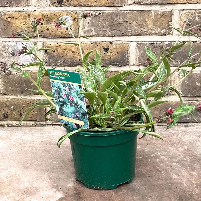 Pulmonaria 'Opal' (Pot Size 17cm) Lungwort - image 2