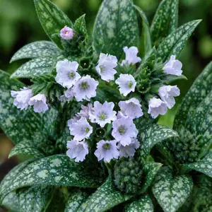 Pulmonaria ‘Opal’ (Pot Size 2L) Lungwort