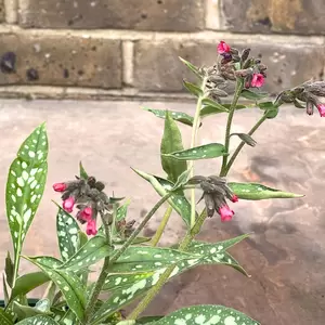 Pulmonaria 'Raspberry Splash' PBR (Pot Size 2L) - image 2