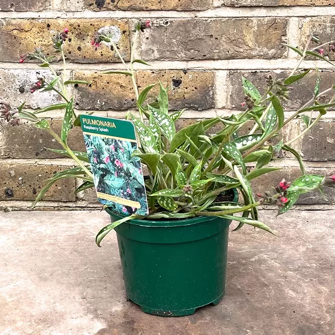 Pulmonaria 'Raspberry Splash' PBR available at Boma Garden Centre Photo by David J. Stang