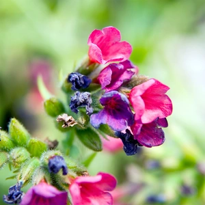 Pulmonaria 'Raspberry Splash' PBR (Pot Size 2L) - image 1