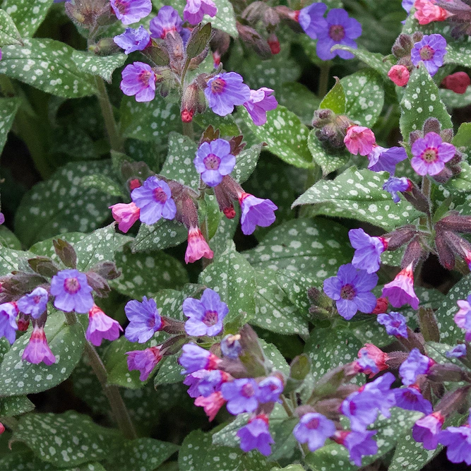 Pulmonaria 'Twinkle Toes' available at Boma Garden Centre Image by Under the Same Moon