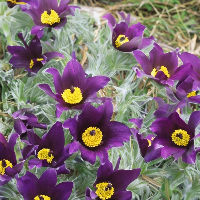 Pulsatilla vulgaris 'Pin Blue Violet' (Pot Size 2L) Pin Blue Violet Pasque Flower