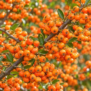 Pyracantha 'Saphyr Orange' (Pot Size 20L) Firethorn - image 1