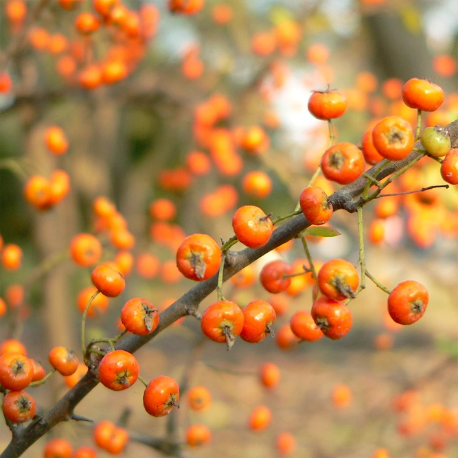 Pyracantha 'Saphyr (R)Cadange  available at Boma Garden Centre image by 用心阁