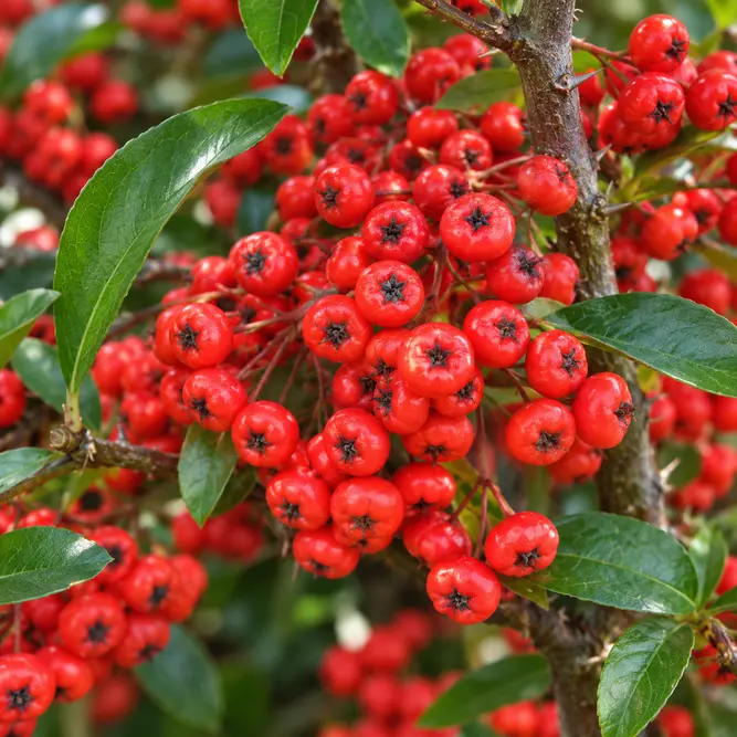 Pyracantha 'Saphyr Red' (Pot Size 20L) Firethorn - image 1