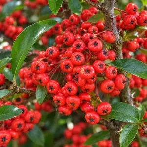 Pyracantha 'Saphyr Red' (Pot Size 20L) Firethorn - image 1
