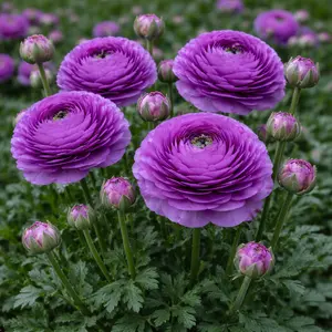 Ranunculus asiaticus – Purple Persian Buttercup