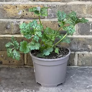 Ranunculus asiaticus Purple (Pot Size 10.5cm) Purple Persian Buttercup - image 2