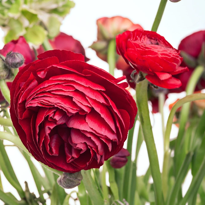 Ranunculus asiaticus 'Red' (Pot Size 10.5cm) Persian Buttercup