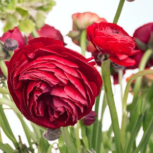 Ranunculus asiaticus 'Red' (Pot Size 10.5cm) Persian Buttercup
