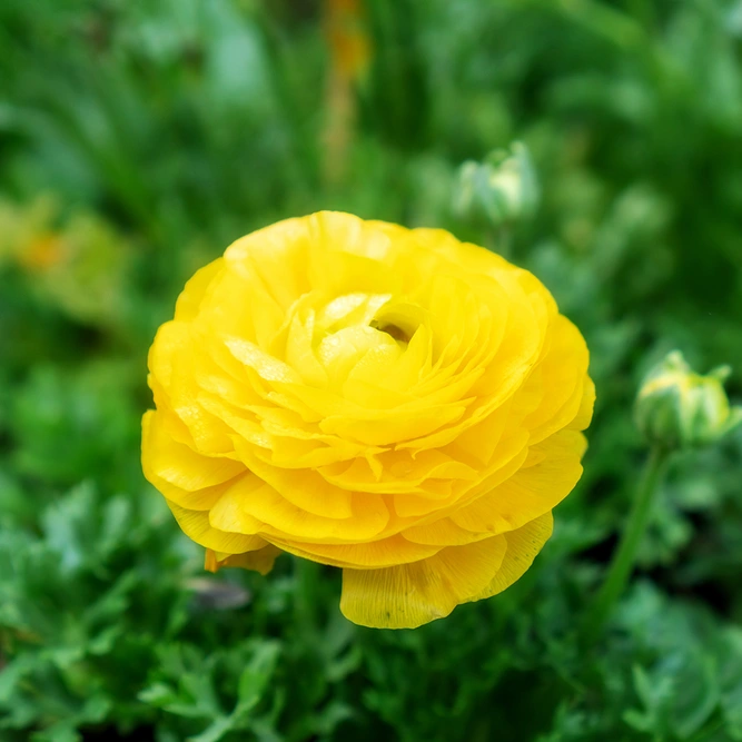 Ranunculus asiaticus 'Yellow' (Pot Size 10.5cm) Persian Buttercup