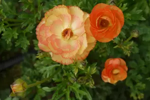 Ranunculus Rococo Orange (Pot Size 2L) - image 2