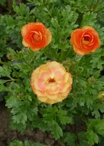 Ranunculus Rococo Peach (Pot Size 2L) - image 2