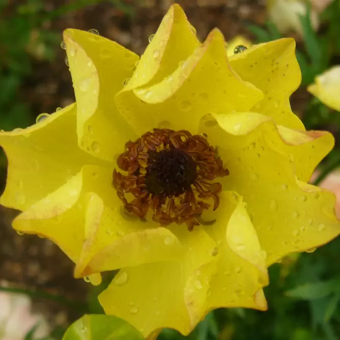 Ranunculus Rococo Yellow (Pot Size 2L) - image 1