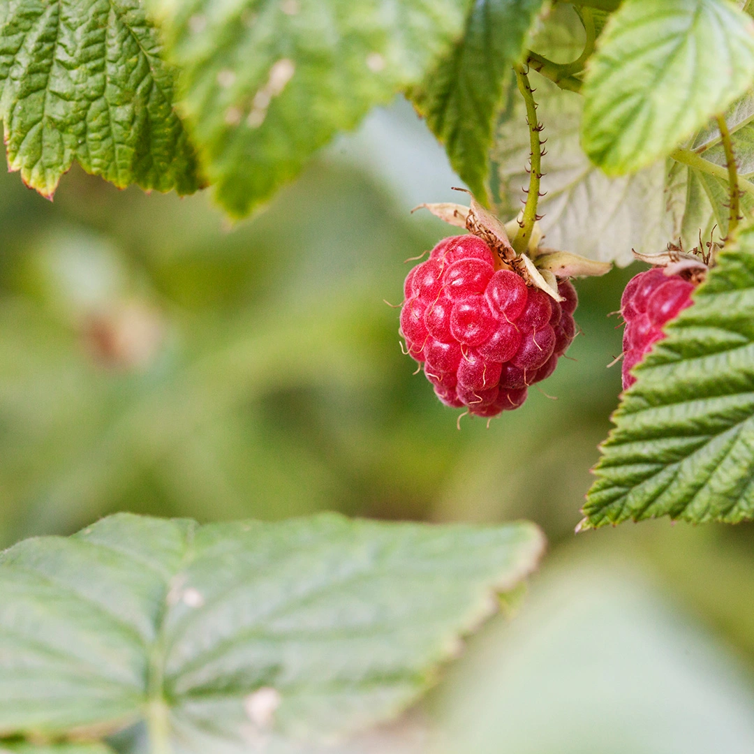 Raspberry 'Autumn Bliss' (Pot Size 3l) Raspberry The Boma Garden Centre