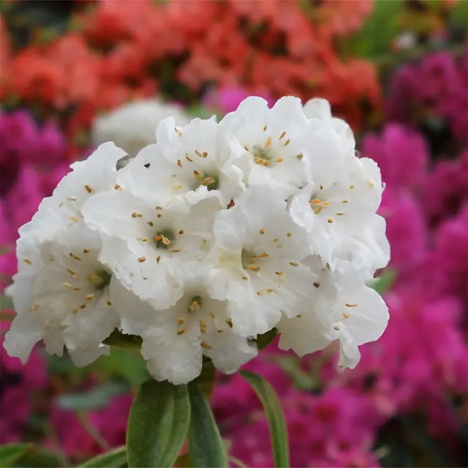 Rhododendron 'Artic Tern' (Pot Size 3L)
