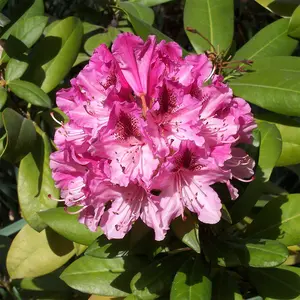 Rhododendron 'Cosmopolitan' (Pot Size 7.5L)