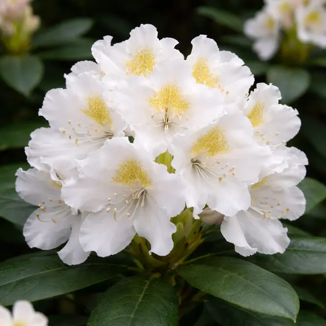 Rhododendron 'Cunningham's' (Pot Size 7.5L)