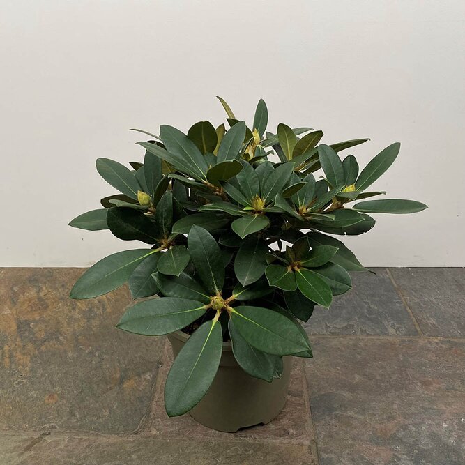 Rhododendron 'Dreamland' (Pot Size 3L) - image 1