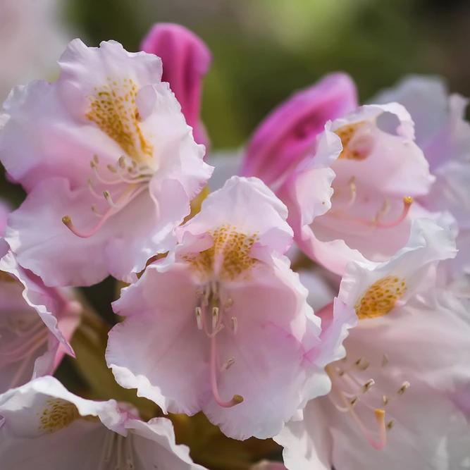 Rhododendron 'Dreamland' (Pot Size 3L) - image 1