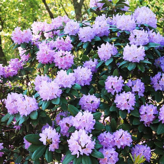 Rhododendron 'Dwarf Blue Diamond' (Pot Size 3L) - image 1