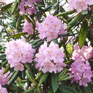 Rhododendron 'Dwarf Moerheim' (Pot Size 3L) - image 1