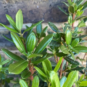 Rhododendron 'Dwarf Pintail' (Pot Size 3L) - image 2