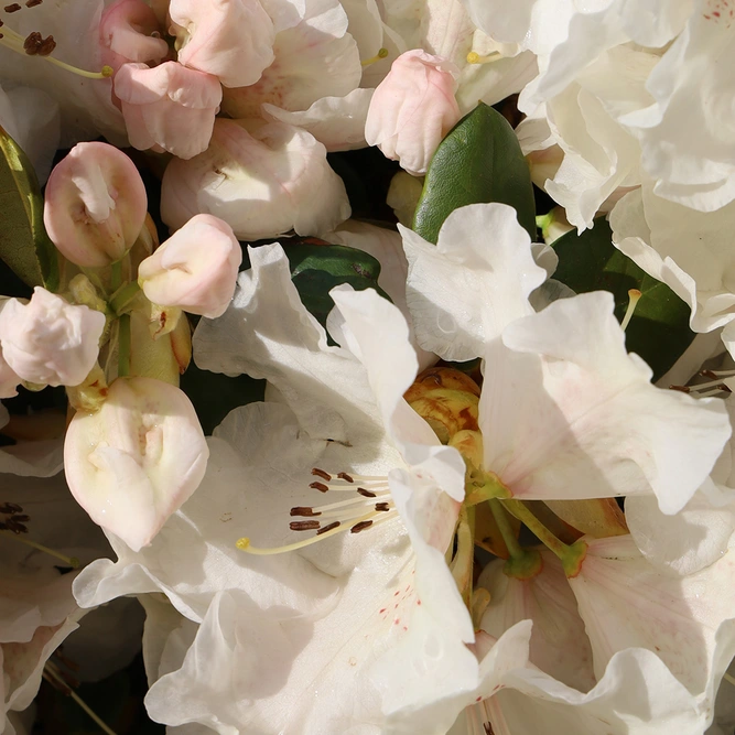 Rhododendron 'Dwarf Tinkerbird' (Pot Size 3L)