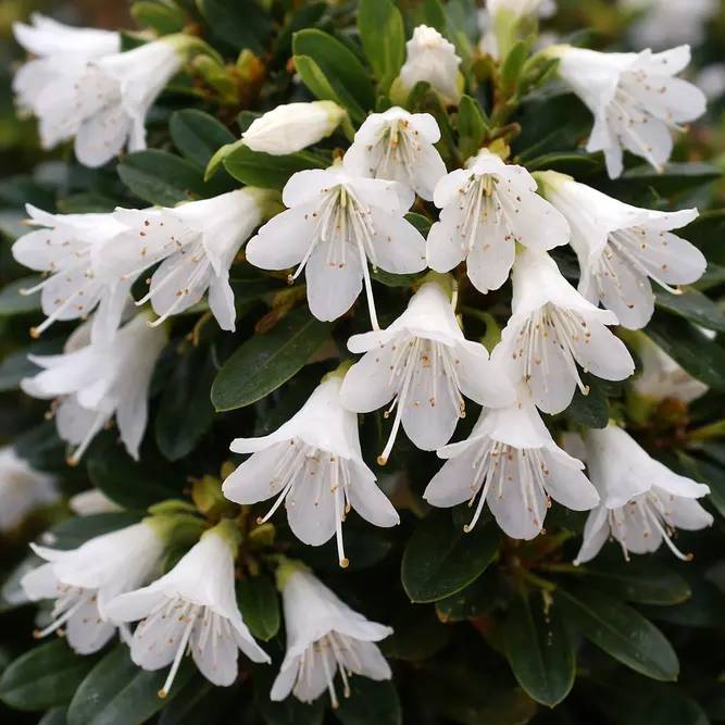 Rhododendron 'Egret' (Pot Size 3L) White Evergreen Azalea