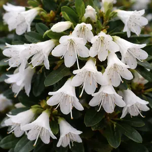 Rhododendron 'Egret' (Pot Size 3L) White Evergreen Azalea