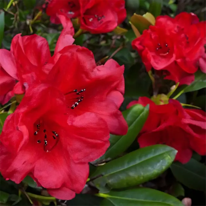 Rhododendron 'Elizabeth Hobbie' (Pot Size 3L) - image 1