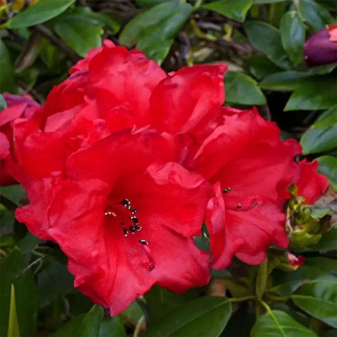 Rhododendron 'Elizabeth Hobbie' (Pot Size 3L) - image 2