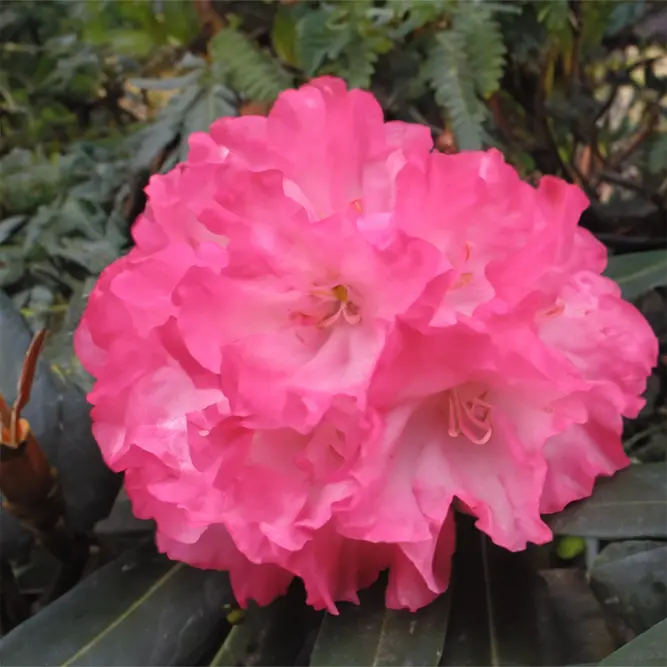 Rhododendron 'Fantastica' (Pot Size 3L) Hachmann's Fantastica Rhododendron - image 1